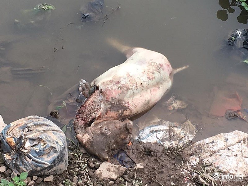 Nam Định: Xác lợn chết nổi lềnh phềnh đầy sông, ngay trước nhà bí thư