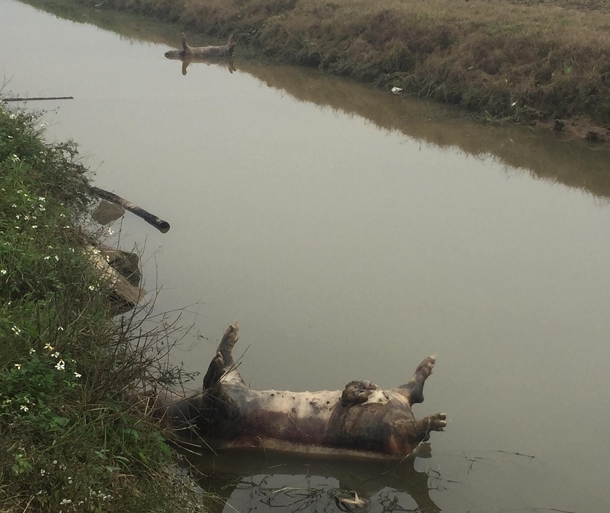 Xác lợn chết thả trôi khắp sông ở Nam Định