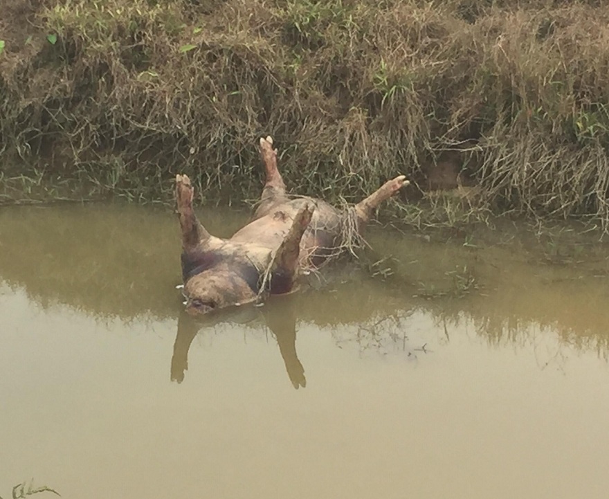 Những con lợn chết nổi trương phềnh dọc ven sông