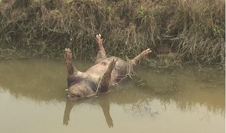 Nam Định: Xác lợn chết thả trôi khắp sông, chính quyền nói gì?