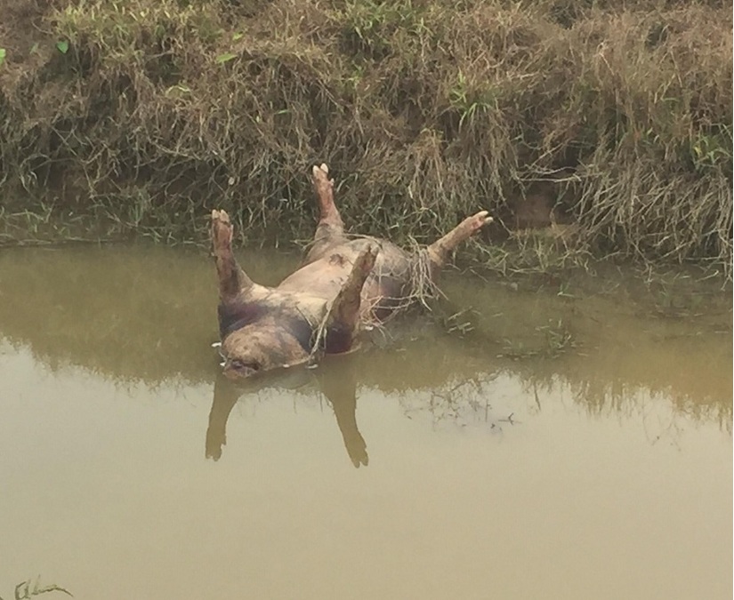 ​Xác lợn chết trương phềnh nổi ở sông Cầu Đen
