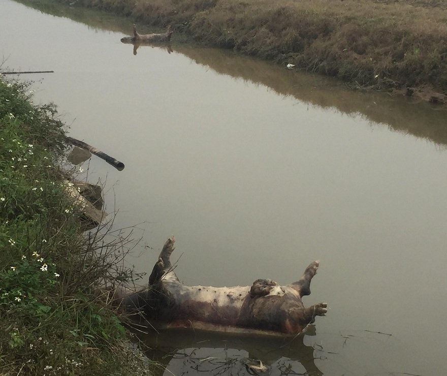 Số lượng lợn chết do dịch lở mồm long móng ở Nam Định