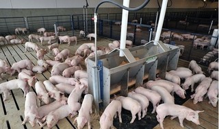 Giá heo (lợn) hơi hôm nay 20/1: Miền Bắc tăng liên tiếp cả tuần