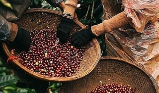 Giá cà phê hôm nay 21/1: Cà phê khu vực Tây Nguyên ở mức 33.700 đồng/kg
