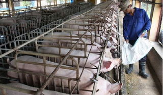Giá heo (lợn) hơi hôm nay 23/1: Miền Bắc có nơi tăng tới 4 giá
