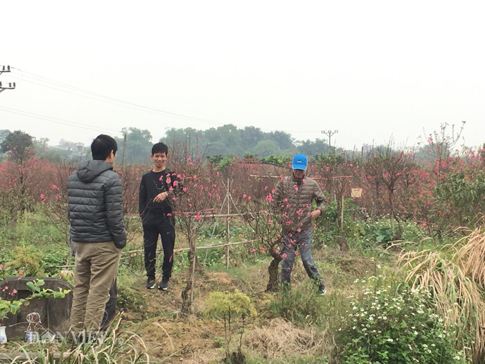 Hàng trăm cây đào bị phá hoại ở Bắc Ninh: Thủ phạm là người làng?