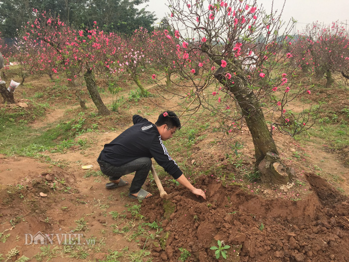 Hàng trăm cây đào bị phá hoại ở Bắc Ninh: Thủ phạm là người làng?
