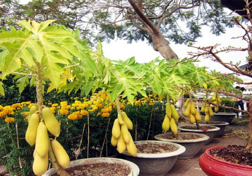 Tròn mắt với những chậu bonsai từ bắp cải, su hào... chơi Tết 20199