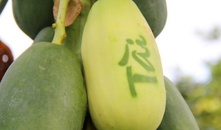 Vì sao đu đủ là loại quả không thể thiếu trong ngày Tết?