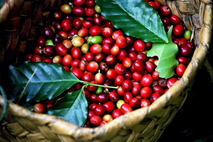 Giá cà phê hôm nay 1/2: Tăng phục hồi 500 đồng/kg