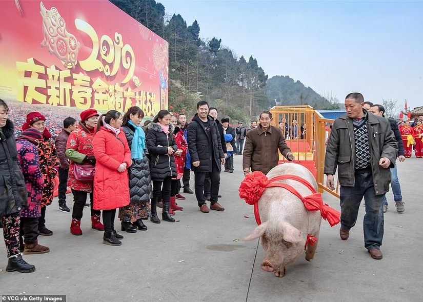Vua lợn nặng gần 1 tấn được tôn thờ dịp năm mới Kỷ Hợi 2019