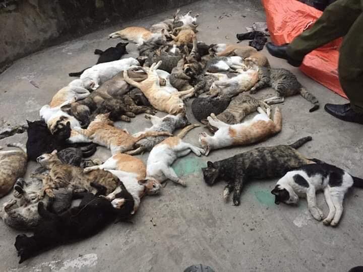 Hơn 1 tạ mèo chết bất thường ở Nam Định