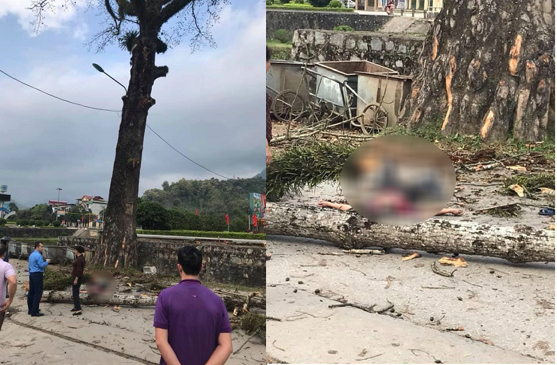 Nam thanh niên đi bộ bị cành cây rơi trúng tử vong ở Hà Giang