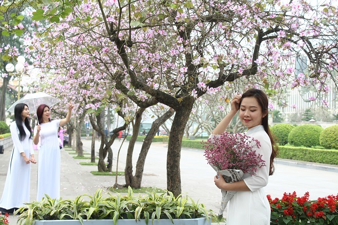 Những ngày này, trên phố Bắc Sơn, Hoàng Diệu (Ba Đình, Hà Nội) hoa ban nở rộ tím cả một vùng trời, thu hút rất đông người đến chụp ảnh.