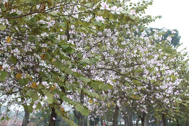 Những ngày này, trên phố Bắc Sơn, Hoàng Diệu (Ba Đình, Hà Nội) hoa ban nở rộ tím cả một vùng trời, thu hút rất đông người đến chụp ảnh.