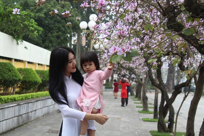 Những ngày này, trên phố Bắc Sơn, Hoàng Diệu (Ba Đình, Hà Nội) hoa ban nở rộ tím cả một vùng trời, thu hút rất đông người đến chụp ảnh.