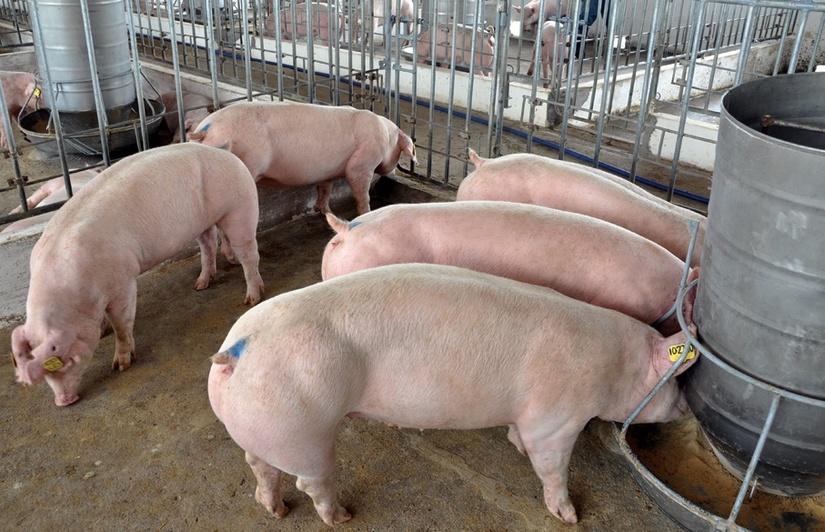 Xác nhận bệnh dịch tả lợn châu Phi tại Hưng Yên, Thái Bình