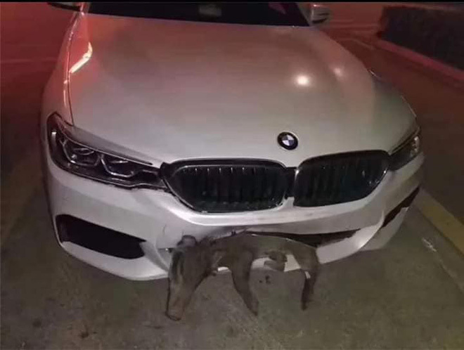 Xe BMW tiền tỷ bị vỡ đầu sau va chạm với lợn sữa