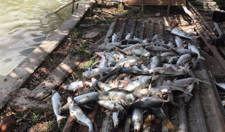 Chết bất thường trước ngày thu hoạch, ao cá tra 40 tấn nghi bị bỏ độc?