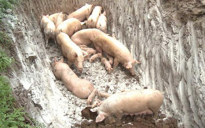 Phát hiện ổ dịch tả lợn châu Phi tại Hải Phòng