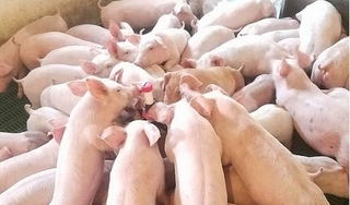 Giá heo hơi hôm nay 25/2: Miền Bắc giảm còn 42.000 đồng/kg vì dịch tả lợn