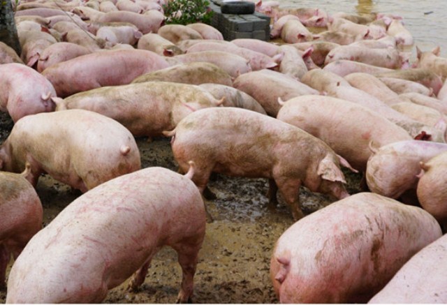226 con lợn ở Thanh Hóa bị tiêu hủy vì mắc dịch tả lợn châu Phi. Ảnh minh họa.