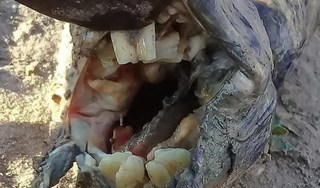 Phát hiện loài cá lạ có hàm răng giống người ở Argentina