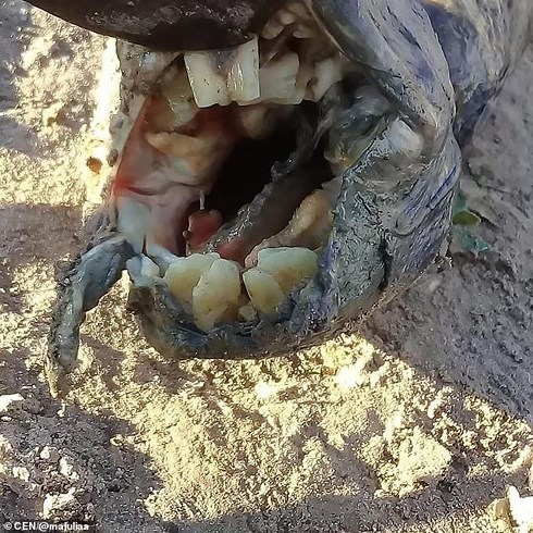cá lạ có hàm răng giống người ở Argentina