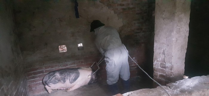 Thái Bình: Số lợn bị tiêu hủy vì dịch tả châu phi tiếp tục gia tăng