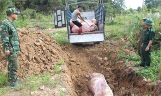 Hà Nam: Phát hiện dịch tả lợn châu Phi tại huyện Kim Bảng