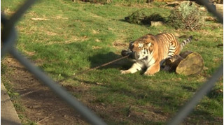 Lạ lùng vườn thú cho khách tham quan kéo co với hổ, sư tử