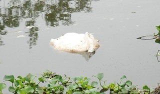 Thái Bình: La liệt lợn chết trôi sông vì dịch tả lợn Châu Phi
