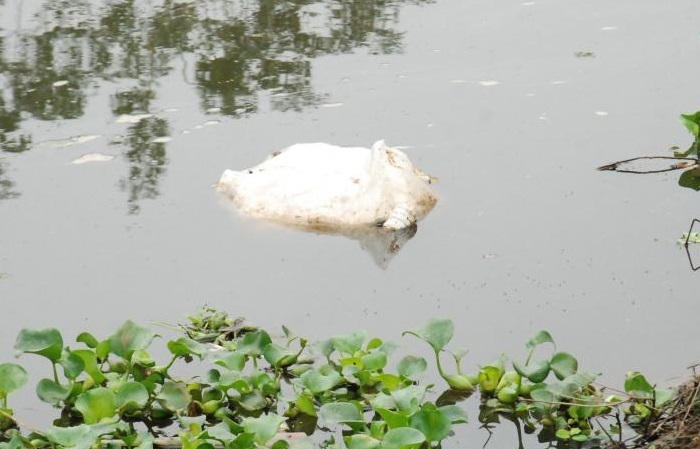 Thái Bình: Lợn chết vì dịch tả lợn Châu Phi bị người dân vứt xuống sông3