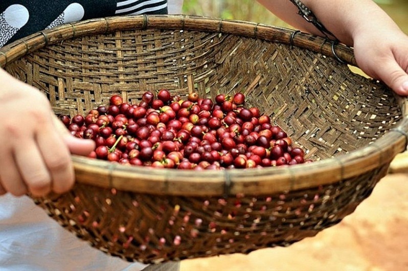 Giá cà phê hôm nay 5/3: Tiếp tục giảm 300 đồng/kg, dao động trong khoảng 32.300 - 33.000 đồng/kg