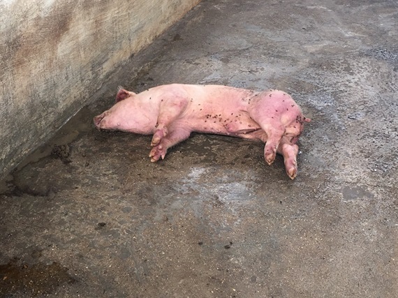 Hưng Yên: Lợn chết la liệt trong chuồng, nghi do mắc dịch tả lợn châu Phi