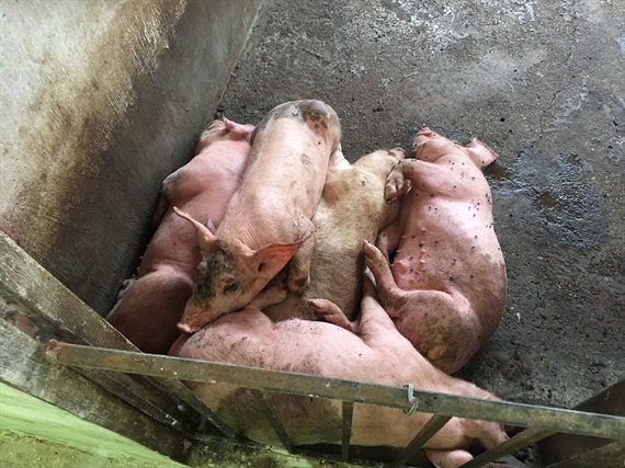 Hưng Yên: Lợn chết la liệt trong chuồng, nghi do mắc dịch tả lợn châu Phi