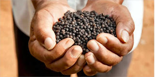 Giá hồ tiêu hôm nay 14/3: Dao động trong khoảng 44.500 – 46.000 đồng