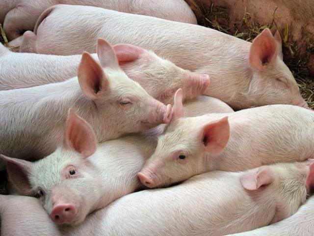 Giá heo (lợn) hơi hôm nay 10/4: Tiếp tục tăng mạnh, vượt mức 40.000 đồng/kg trên cả nước