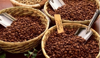 Giá cà phê hôm nay 20/9: Giảm mạnh 400 đồng/kg trên toàn miền
