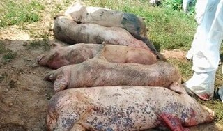 Dịch tả lợn châu Phi lan đến Nghệ An, Sơn La