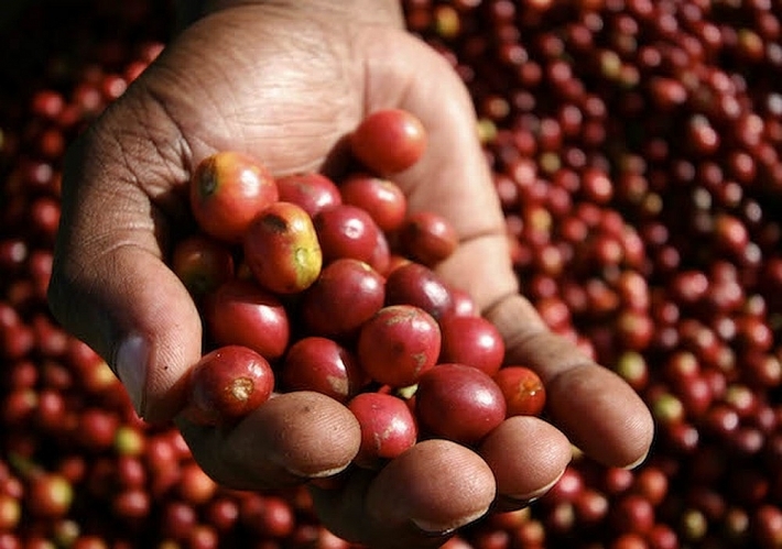Giá cà phê hôm nay 20/3: Tăng phục hồi mạnh 400 đồng/kg sau chuỗi ngày thị trường ảm đạm