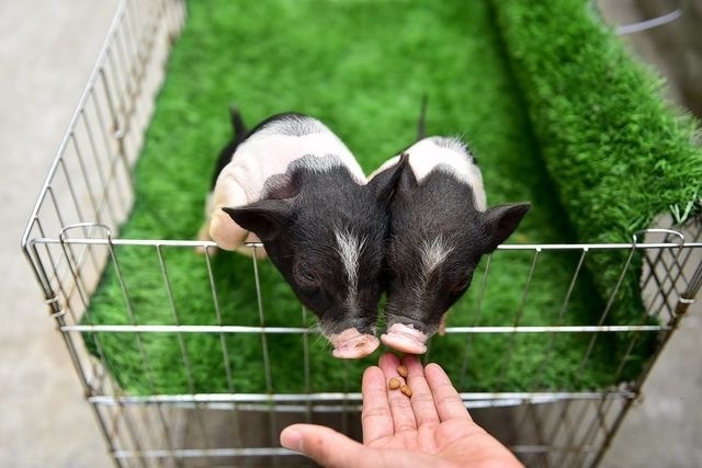 Lợn cảnh mini - thú cưng đang trở thành trào lưu ở Hà Nội