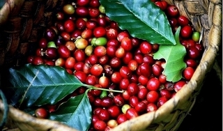 Giá cà phê hôm nay 20/7: Giảm 200 đồng, ở mức 33.100 – 34.100 đồng/kg