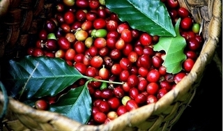 Giá cà phê hôm nay 1/5: Tăng nhẹ 100 đồng/kg vào ngày đầu tháng
