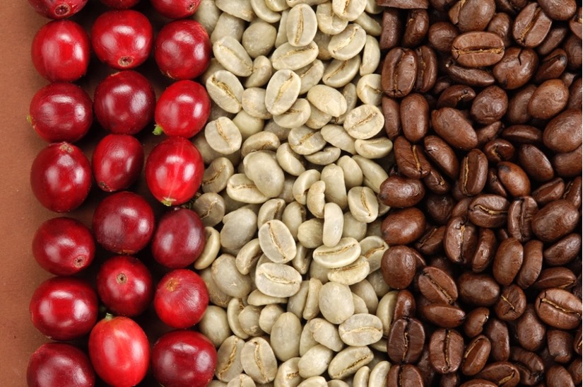 Giá cà phê hôm nay 25/7: Giảm nhẹ 100 đồng/kg