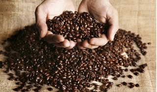 Giá cà phê hôm nay 2/10: Giá bất ngờ giảm nhẹ 200 đồng/kg