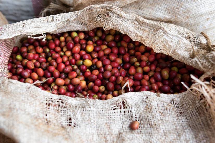 Giá cà phê hôm nay 29/3: Tiếp tục giảm 200 đồng/kg, dao động trong khoảng 32.000 - 32.800 đồng/kg