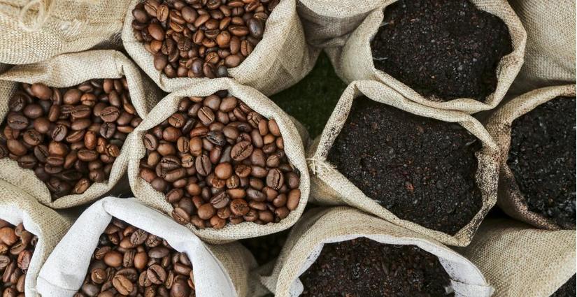 Giá cà phê hôm nay 1/4: Tăng phục hồi nhẹ 100 đồng/kg tại một số tỉnh 