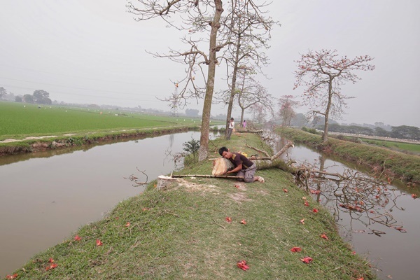 Hàng gạo trên kênh I486 ở thôn Đoài bất ngờ bị đốn hạ.