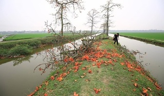 Chính quyền lên tiếng vụ hàng loạt cây gạo 30 năm tuổi ở Hà Nam bị chặt hạ tan tành